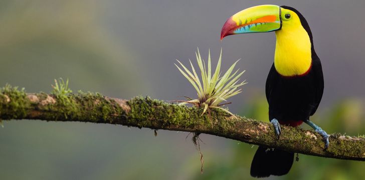 Discover Costa Rica's Rainforest Toucan