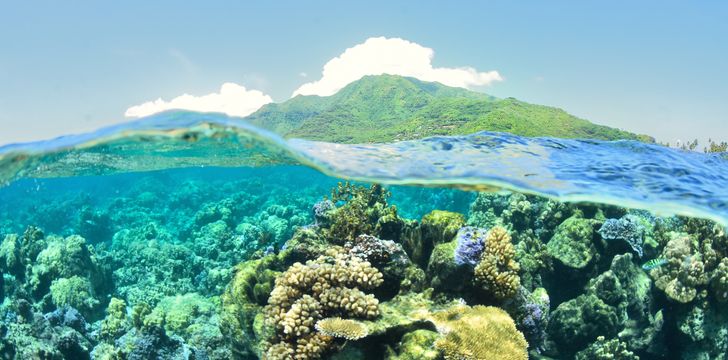 Moorea Underwater French Polynesia
