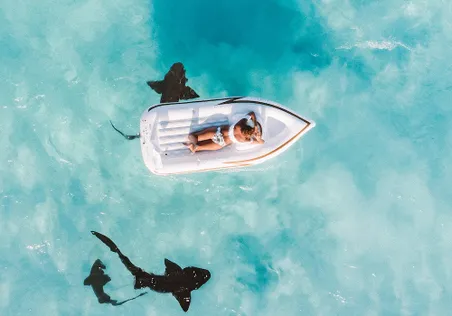 Nurse Sharks in The Bahamas