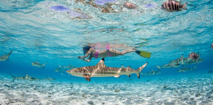 Snorkel with Black Tip Shark in Tahiti,French Polynesia